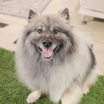 Paw Vivant - Pet Boarding Near Me - Fremont, California Paw Vivant - Pet Boarding Near Me - Fremont, California