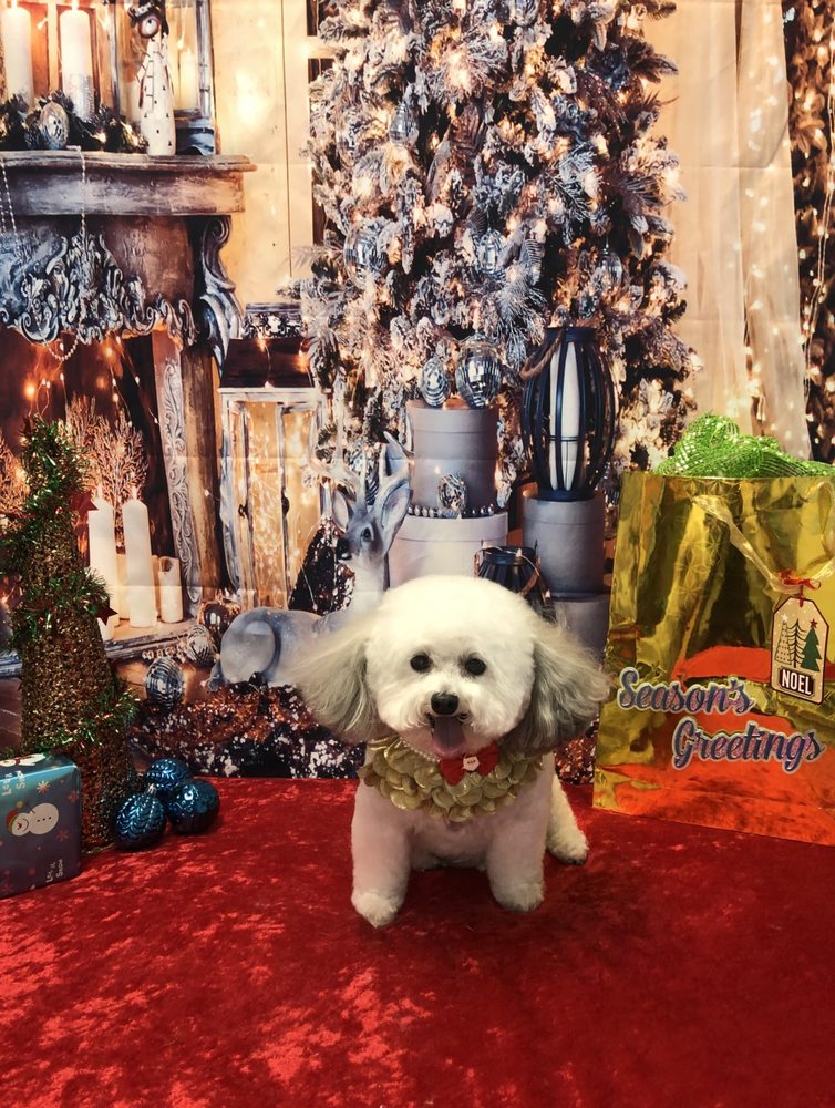 THE ROYAL PAW GROOMING AND BOARDING 15 Photos 4380 Cleveland Ave