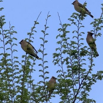 Choccolocco Park - Flock of Cedar Waxwings - Parks Near Me - Oxford, Alabama Choccolocco Park - Flock of Cedar Waxwings - Parks Near Me - Oxford, Alabama