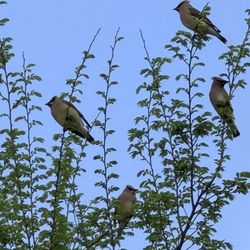 Choccolocco Park - Flock of Cedar Waxwings