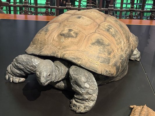 Gallery of Evolution by null