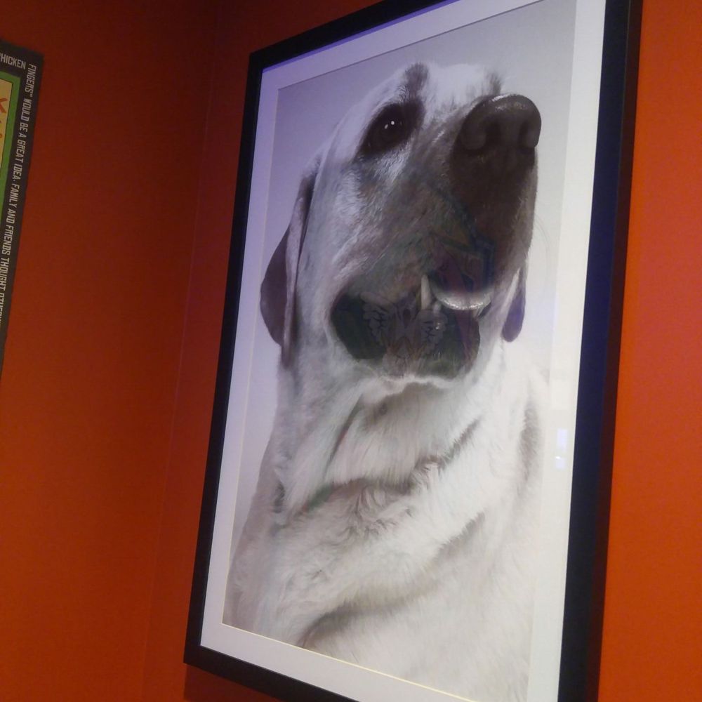 Raising Cane's Chicken Fingers - Namesake... good boy. - Fast Food Near Me - Naperville, Illinois Raising Cane's Chicken Fingers - Namesake... good boy. - Fast Food Near Me - Naperville, Illinois