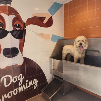 Animal Villa - Pet Sitting Near Me - Anaheim Hills, California Animal Villa - Pet Sitting Near Me - Anaheim Hills, California