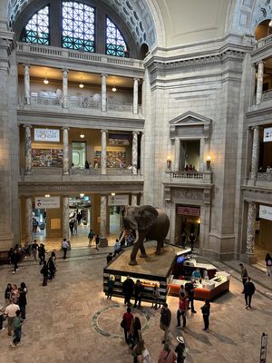 Smithsonian National Museum of Natural History by null