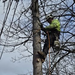 Zach's Tree Service