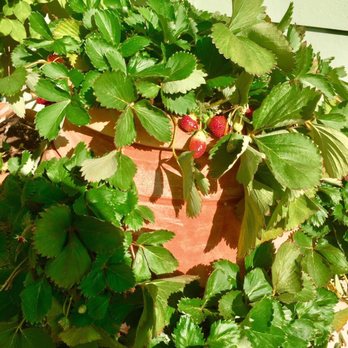 Tucker Hill - Strawberries - Real Estate Services Near Me - McKinney, Texas