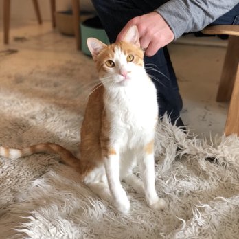 KitTea - So cute!! - Pet Adoption Near Me - San Francisco, California