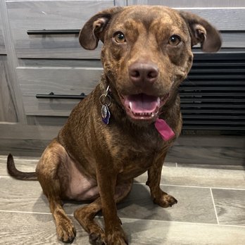 Petco - Pet Training Near Me - Pembroke Pines, Florida