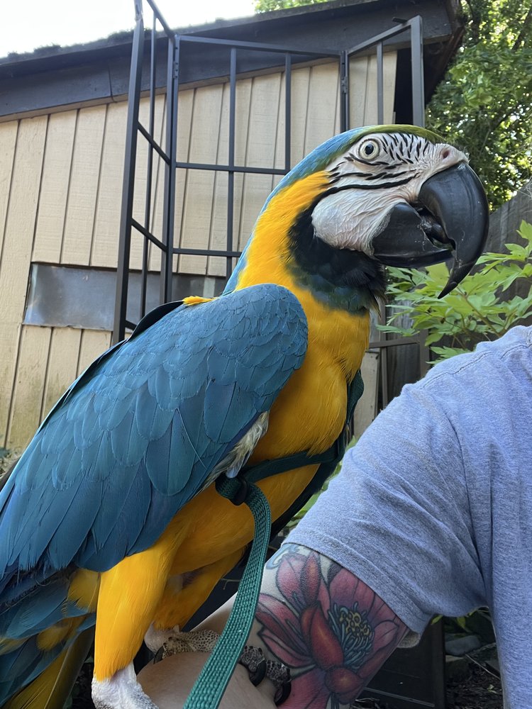 AVIAN MEDICAL CENTER 21 Reviews 15952 Quarry Rd, Lake Oswego