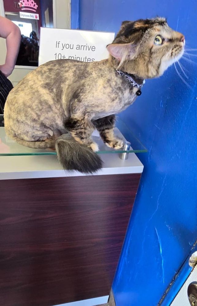 DINO SUDS N SCISSORS Updated September 2024 490 N Vernal Ave