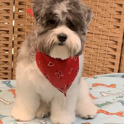 Blue Ribbon Pet Grooming