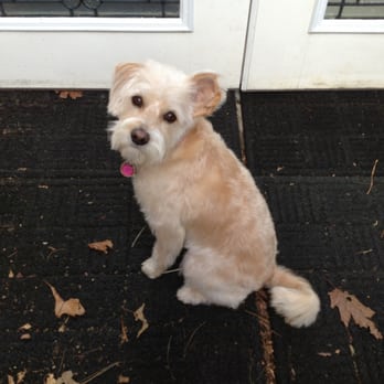 Marie's Pet Grooming - Pretty Sandee after her visit to Marie!! - Pet Groomers Near Me - Fresh Meadows, New York