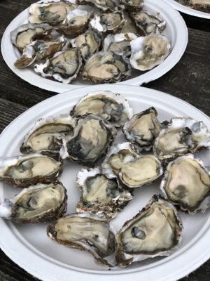 Oregon Oyster Farms by null
