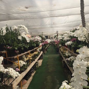 Pastorino's Flowers - Orchids galore - Florists Near Me - Half Moon Bay, California
