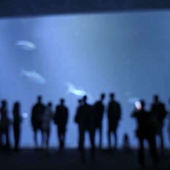 Monterey Bay Aquarium - Aquariums Near Me - Monterey, California
