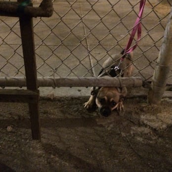 Biergarten - We had to leave my doggy outside. She really wanted to come inside. So sad :( - German Near Me - San Francisco, California Biergarten - We had to leave my doggy outside. She really wanted to come inside. So sad :( - German Near Me - San Francisco, California