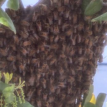 Ural Mountain Beehive - Pest Control Near Me - north highlands, California Ural Mountain Beehive - Pest Control Near Me - north highlands, California