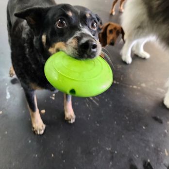 The Enrichment Center - Pet Training Near Me The Enrichment Center - Pet Training Near Me