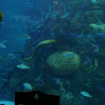 Downtown Aquarium - Moray Eel in the restaurant tank at the Downtown Aquarium - Museums Near Me - Denver, Colorado
