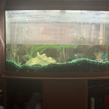 Spring Mountain Reflexology - I weird dirty fish tank half filled with no fish. - Reflexology Near Me - Las Vegas, Nevada