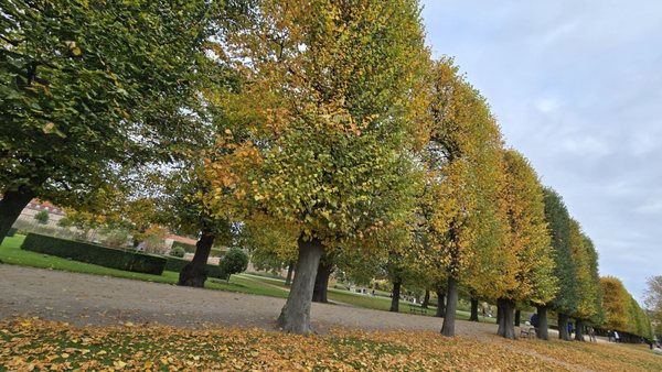 The King's Garden by null