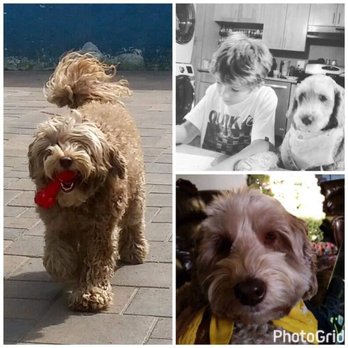 Shadow Mountain Labradoodles - she helps my son when is worries at homework time - Pet Breeders Near Me Shadow Mountain Labradoodles - she helps my son when is worries at homework time - Pet Breeders Near Me