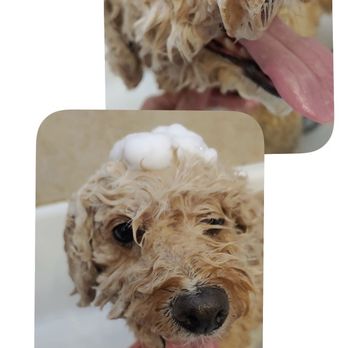 Dog Stylez - Blueberry facial - Pet Groomers Near Me - Desert Hot Springs, California Dog Stylez - Blueberry facial - Pet Groomers Near Me - Desert Hot Springs, California