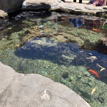 Birch Aquarium - Tide pools. Very big hit with the younger crowd - Aquariums Near Me - La Jolla, California Birch Aquarium - Tide pools. Very big hit with the younger crowd - Aquariums Near Me - La Jolla, California