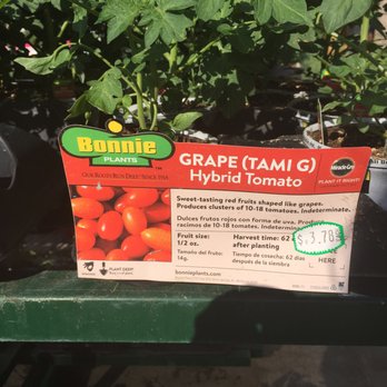 Lowe's Home Improvement - just bought these tomatoes and they are already blooming - Hardware Stores Near Me - Cincinnati, Ohio
