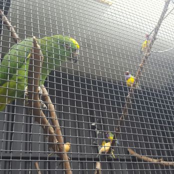 Argo on the Parade - Bird that says hello at the patio - Coffee & Tea Near Me - Norwood, SA