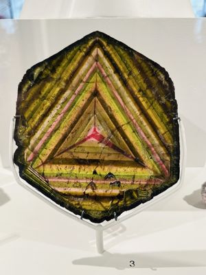 The Harvard Museum of Natural History by null