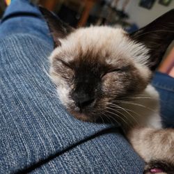Kennebec Valley Animal Clinic - Sweet little Peanut after her check up and booster shots.