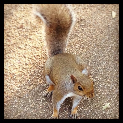 Jephson Gardens by null