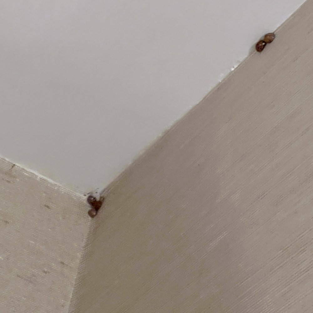Just one corner with bugs. There were way more scattered around the ceiling. Just one corner with bugs. There were way more scattered around the ceiling.