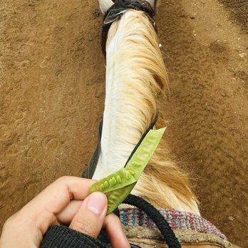 Gunstock Ranch - Haole Koa - Horseback Riding Near Me - Laie, Hawaii Gunstock Ranch - Haole Koa - Horseback Riding Near Me - Laie, Hawaii