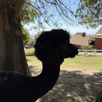 Canzelle Alpacas - Farms Near Me - Carpinteria, California Canzelle Alpacas - Farms Near Me - Carpinteria, California