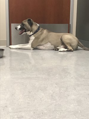 vca california oaks animal hospital