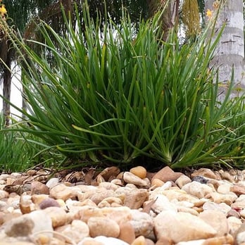 Rupertan - a view of a garden with rocks and plants - Landscaping Near Me - Winter Haven, Florida Rupertan - a view of a garden with rocks and plants - Landscaping Near Me - Winter Haven, Florida