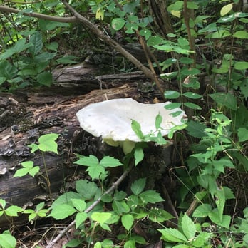 Old Rag Mountain - Big mushroom along the trail - Hiking Near Me