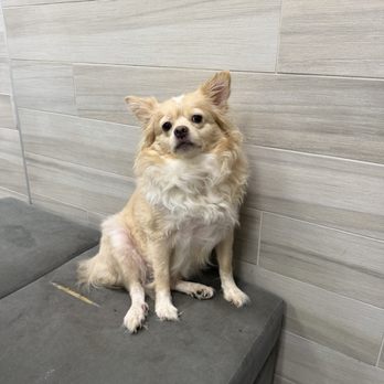 PetSmart - Pet Training Near Me - HONOLULU, Hawaii PetSmart - Pet Training Near Me - HONOLULU, Hawaii