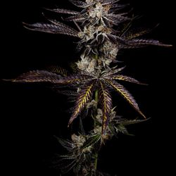 MUV Dispensary