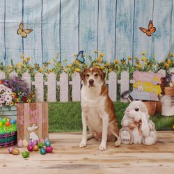 Cody's Corner Doggie Daycare - Easter photo