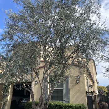 Arkadia Tree Services - the tree is magnificient again - Tree Services Near Me