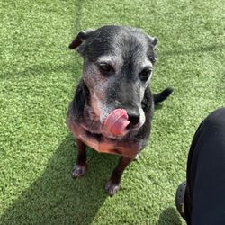 Camp K-9 Pet Resort and Spa - Ooh Sweet pupper