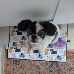 Bri The Groomer - Bee loves Bri the Groomer!