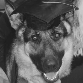 The Right Steps Dog Training - Pet Training Near Me - Abington, Pennsylvania The Right Steps Dog Training - Pet Training Near Me - Abington, Pennsylvania