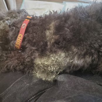 All Pet Grooming - Pet Groomers Near Me - Bountiful, Utah