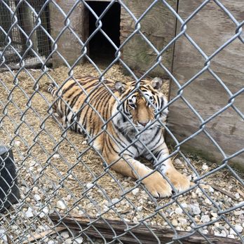 EXOTIC FELINE RESCUE CENTER - Updated September 2025 - 248 Photos & 68