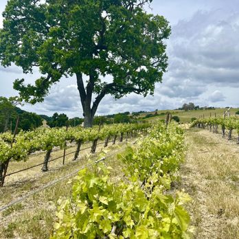 The Wine Line - Wine Tours Near Me The Wine Line - Wine Tours Near Me