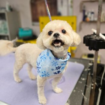 The Zen Pup Spa - Bichon mix with a short haircut - Pet Groomers Near Me - Milwaukee, Wisconsin The Zen Pup Spa - Bichon mix with a short haircut - Pet Groomers Near Me - Milwaukee, Wisconsin